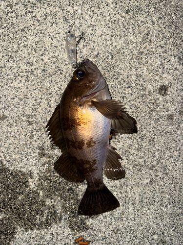 メバルの釣果