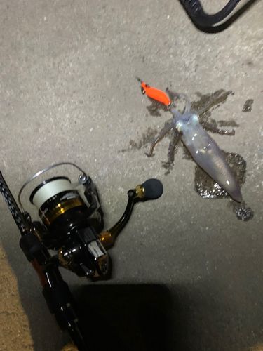 マメイカの釣果