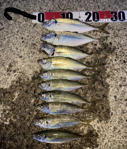 マアジの釣果