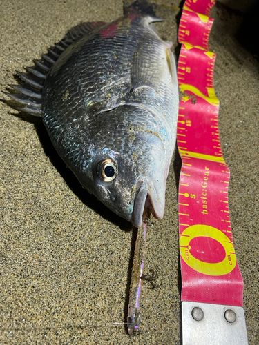 チヌの釣果