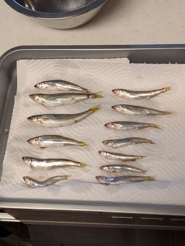 コアユの釣果