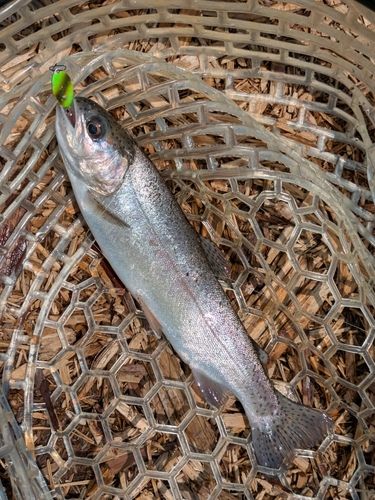 ニジマスの釣果