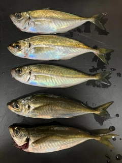 マアジの釣果