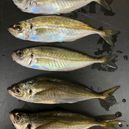 マアジ