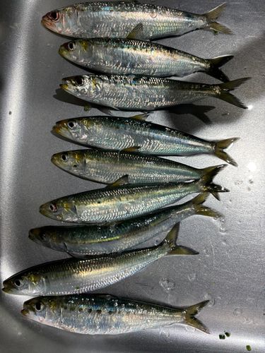 マイワシの釣果
