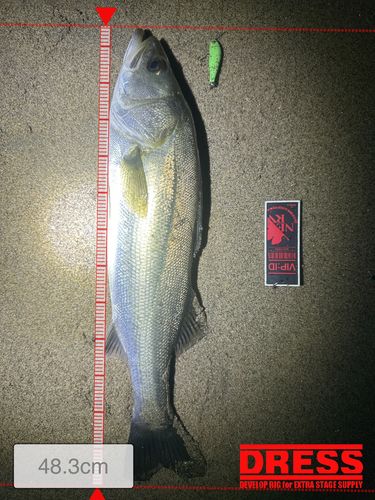シーバスの釣果