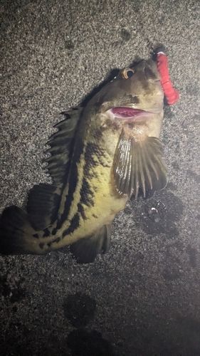 シマゾイの釣果
