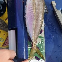 アジ