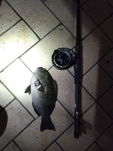 メジナの釣果