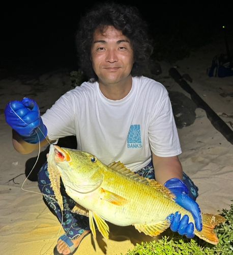 ムネアカクチビの釣果