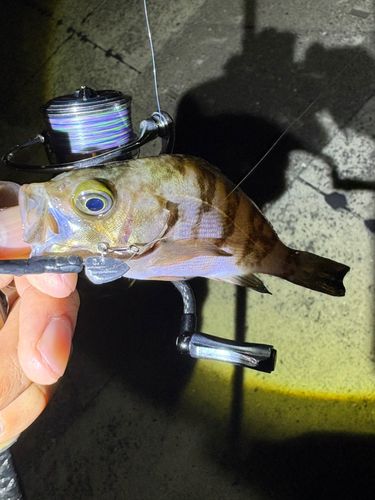 メバルの釣果