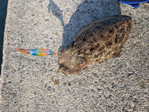 コウイカの釣果