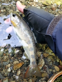 アマゴの釣果