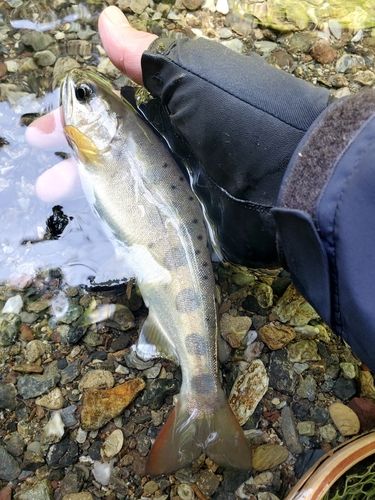 アマゴの釣果