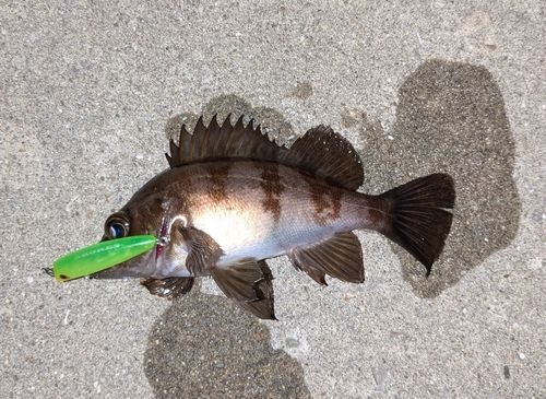 メバルの釣果