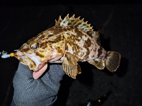 タケノコメバルの釣果