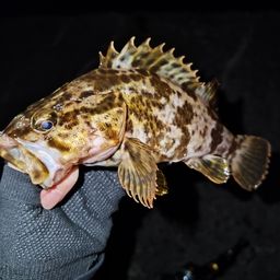 タケノコメバル