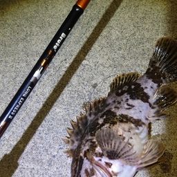 タケノコメバル