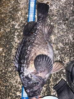 クロソイの釣果