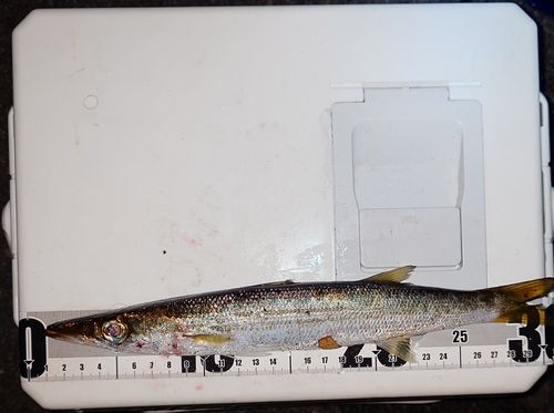 カマスの釣果