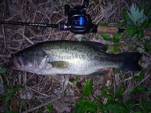 ラージマウスバスの釣果