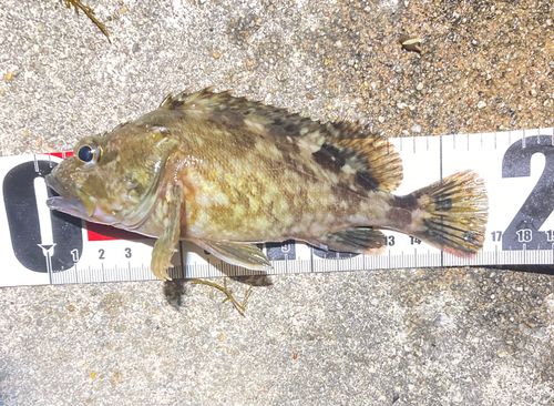 カサゴの釣果
