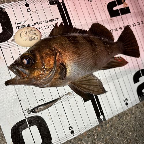 メバルの釣果