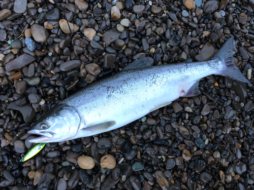 カラフトマスの釣果