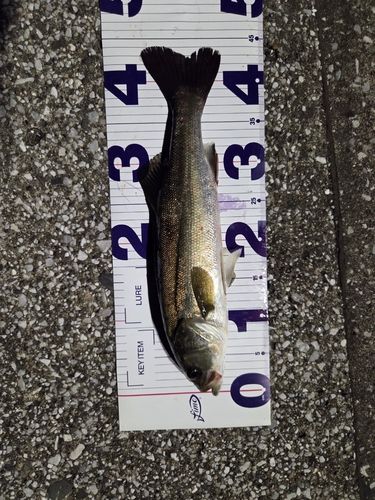 シーバスの釣果