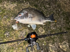 キビレの釣果