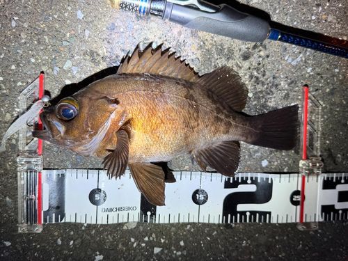 メバルの釣果