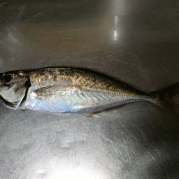 アジ