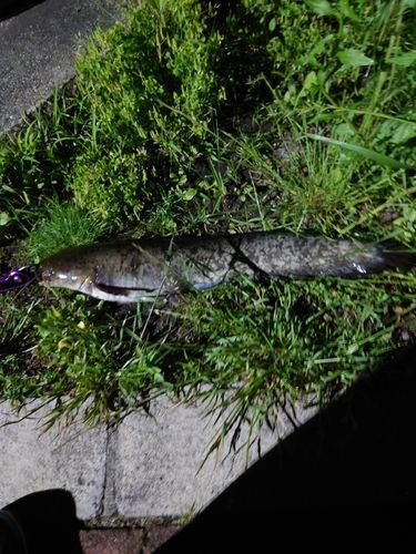 ナマズの釣果