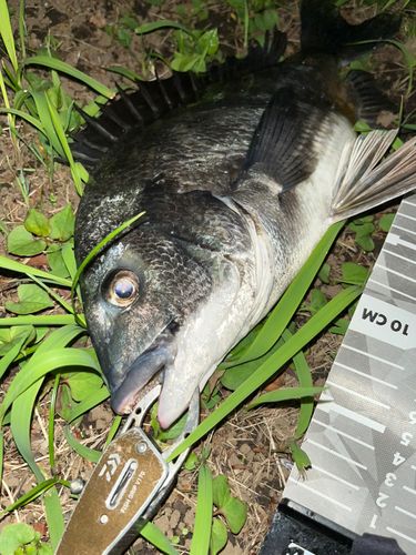 チヌの釣果