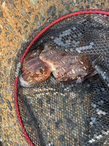 モンゴウイカの釣果
