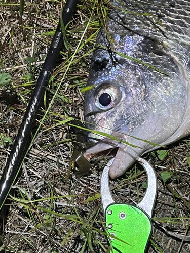 キビレの釣果