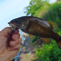 スモールマウスバス