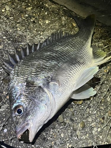 キビレの釣果