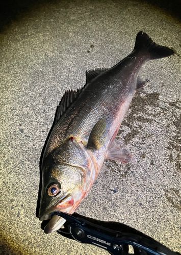シーバスの釣果