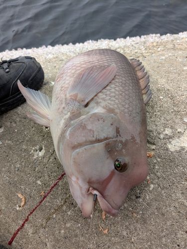 コブダイの釣果