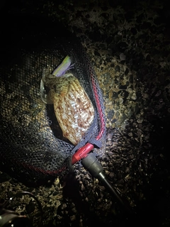 コウイカの釣果