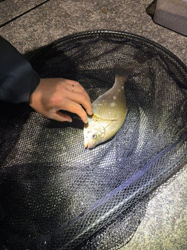 タナゴの釣果