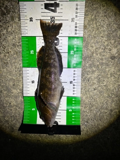 アイナメの釣果