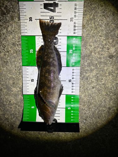 アイナメの釣果