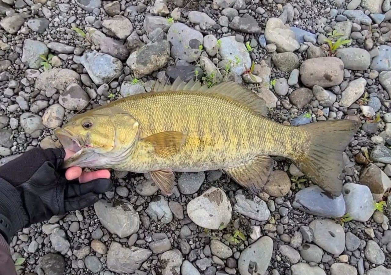 スモールマウスバス