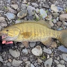 スモールマウスバス