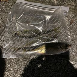 アジ