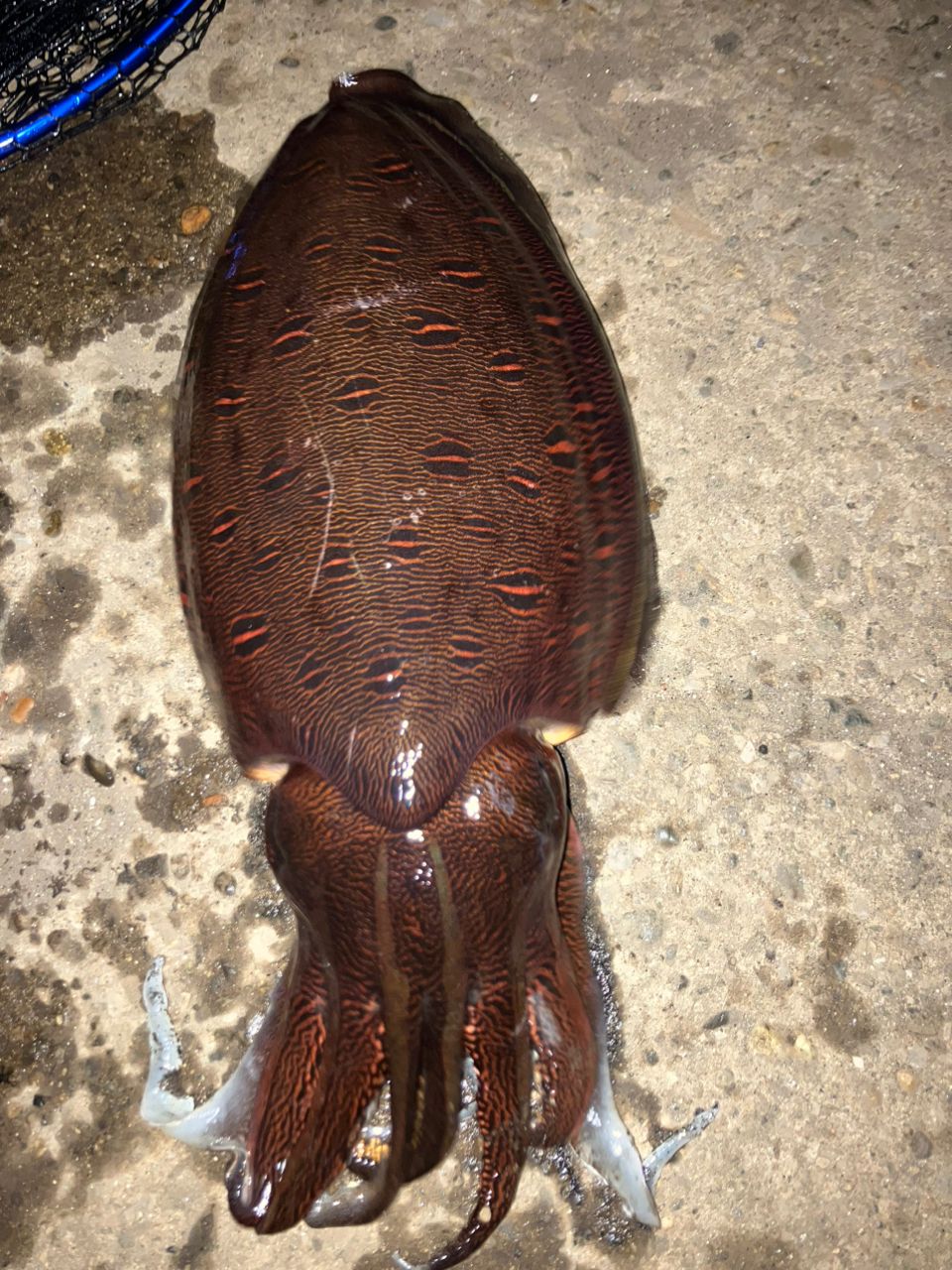 モンゴウイカ