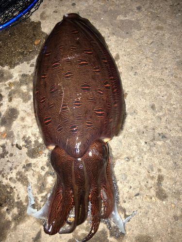 モンゴウイカの釣果