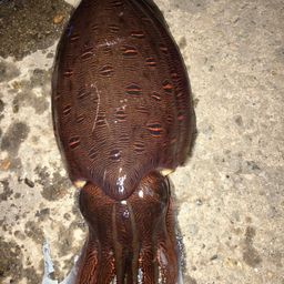 モンゴウイカ